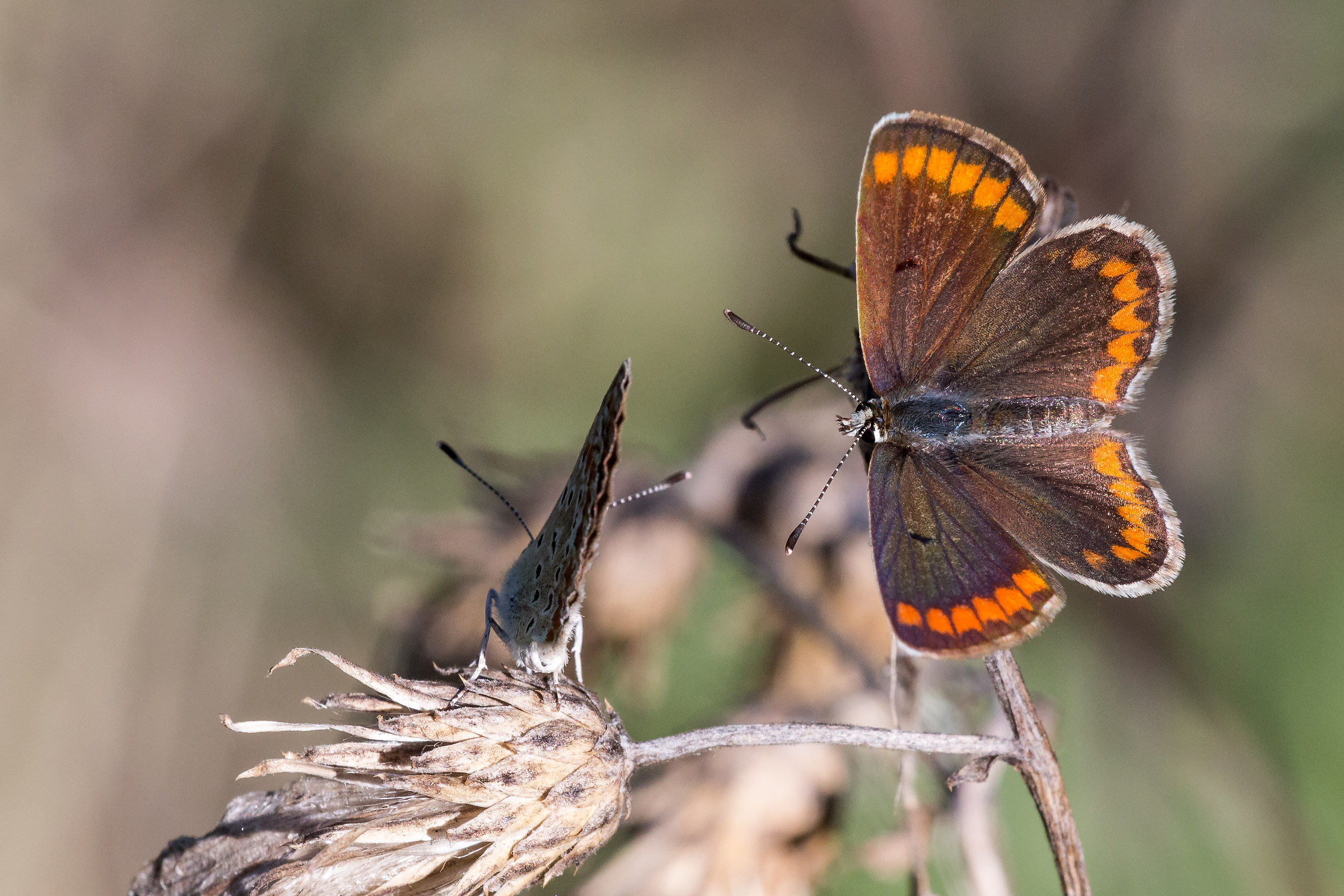 Polyommatus icarus...