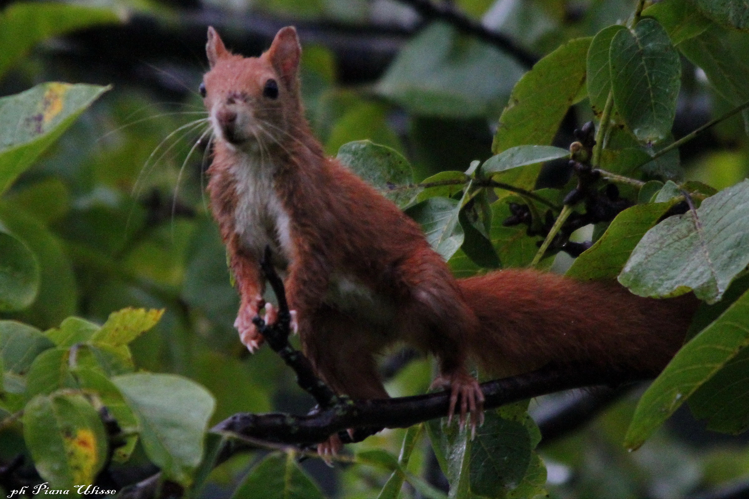 Red Squirrel 2...