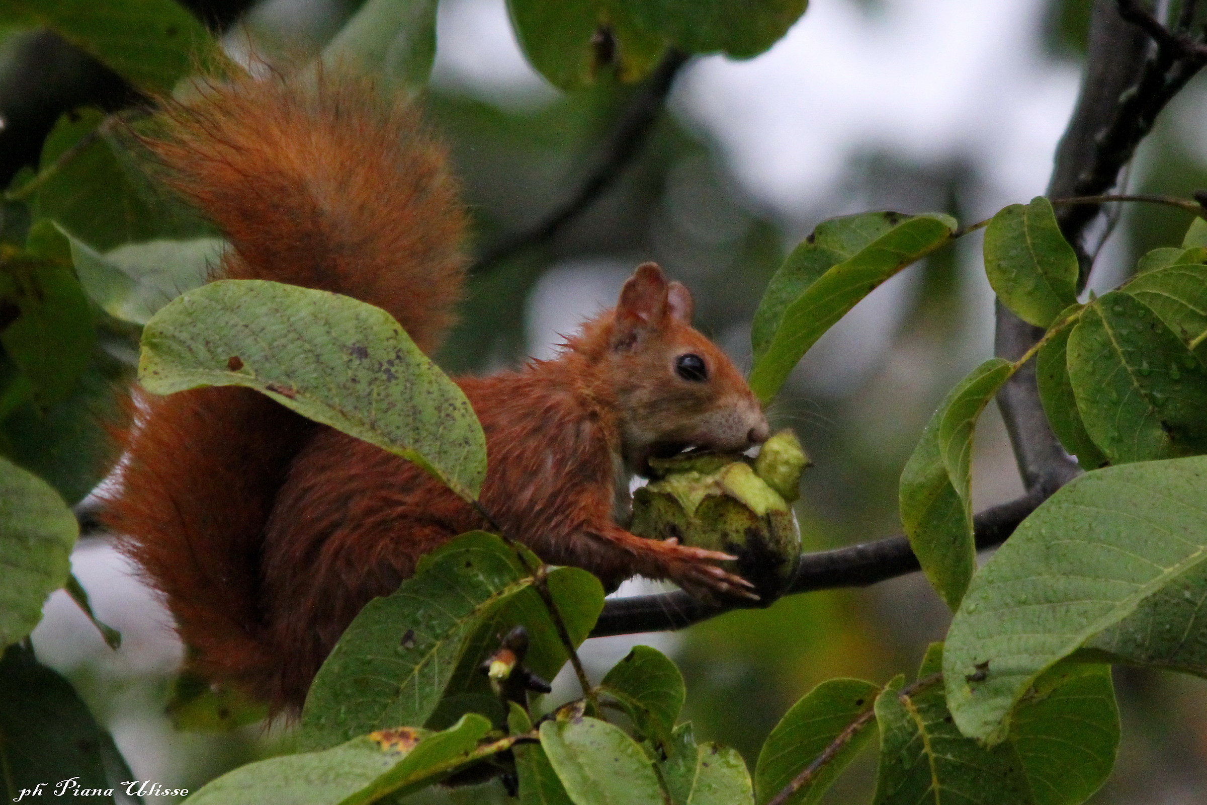 Red Squirrel 3...