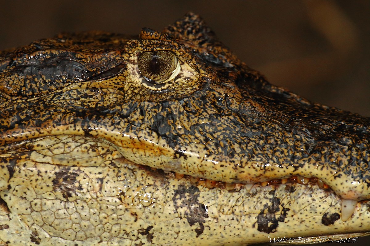 spectacled caiman (Caiman crocodilus)...