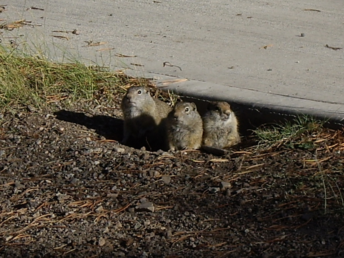 Prairie dogs (maybe) 1...
