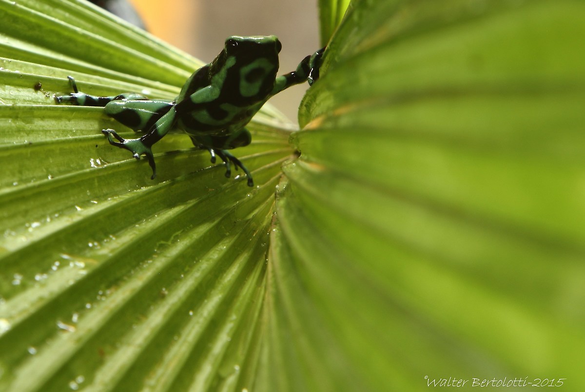 Green and black poison dart frog (Dendrobates auratus)...