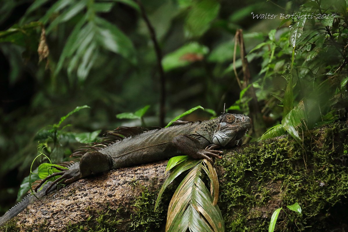 iguana from tubercles (Iguana iguana)...