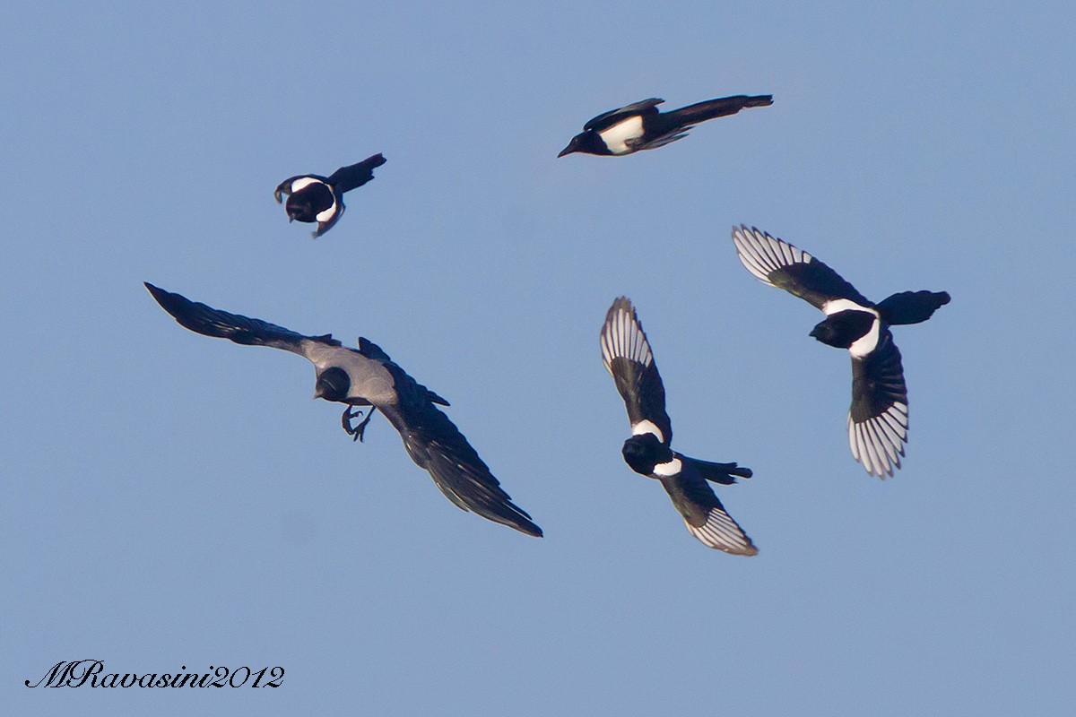 Magpies and Hooded Crow, territorial dispute...