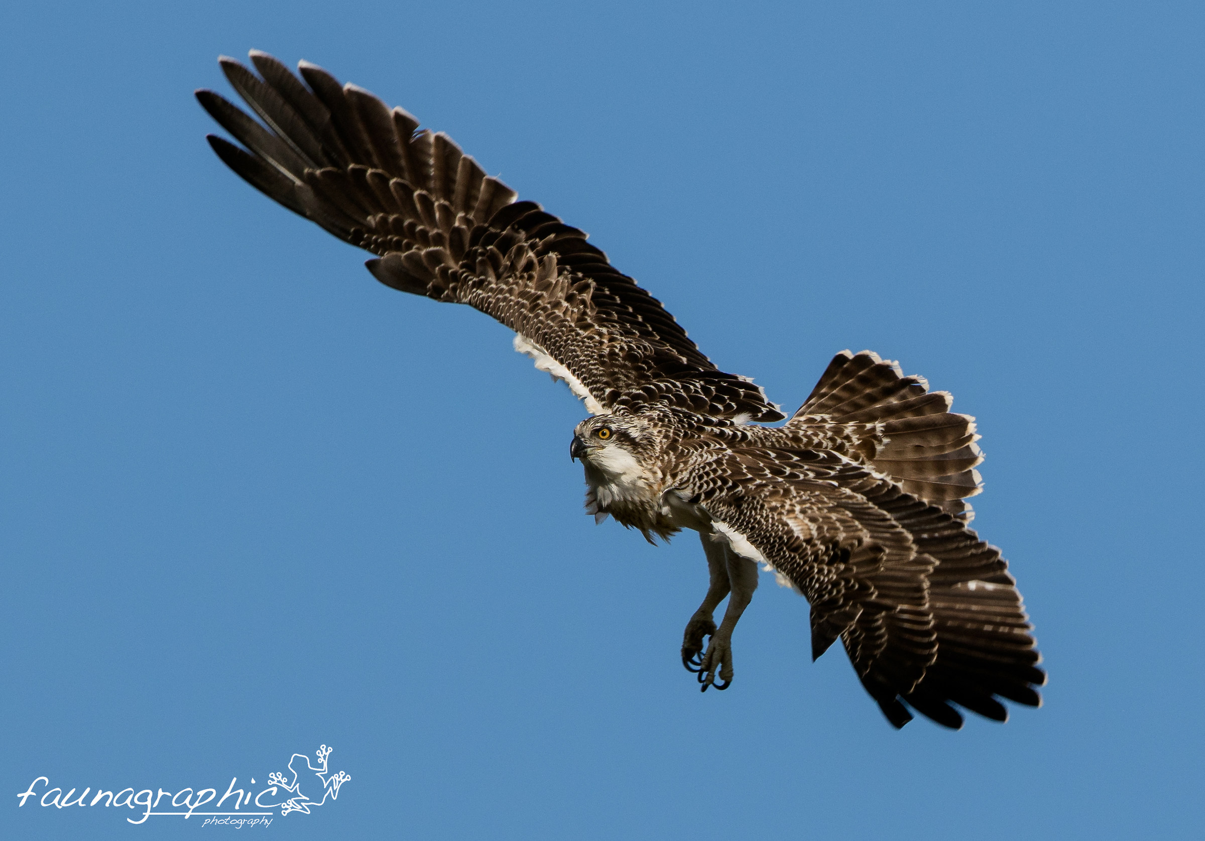 Osprey Chick Flight Lessons...