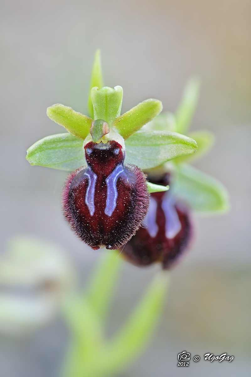 Ophrys incubator...