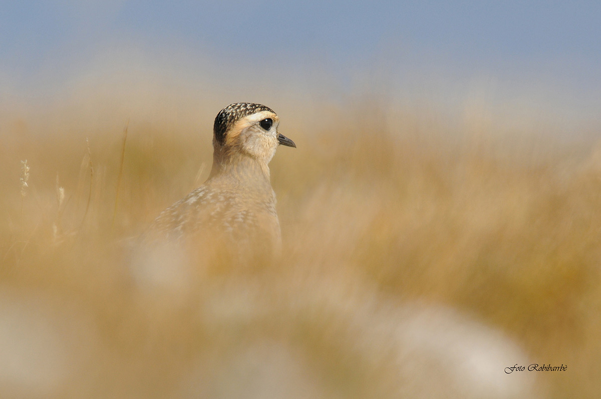 Plover ... a young smoky ......