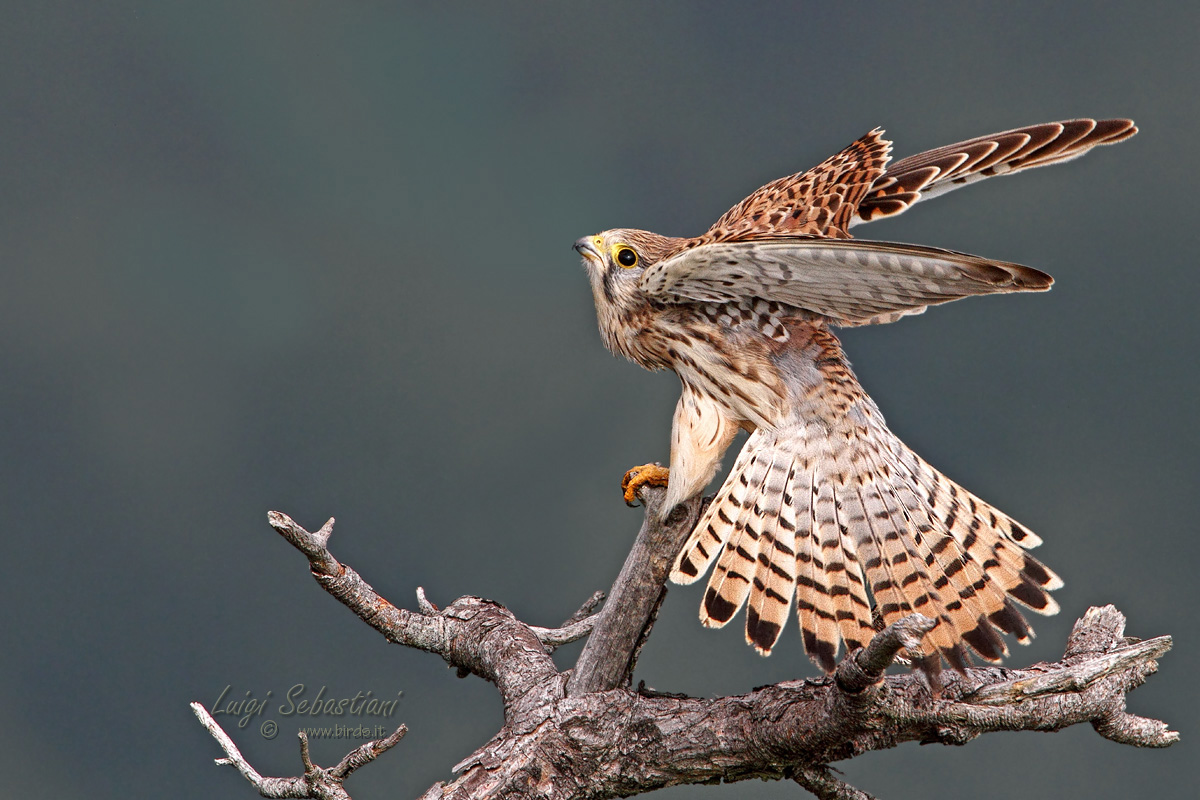 Kestrel in a leaden day...