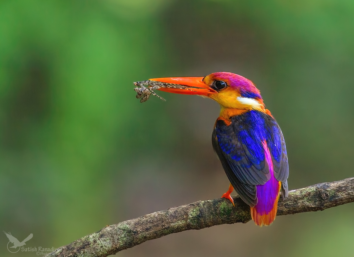 Oriental Dwarf-Kingfisher....