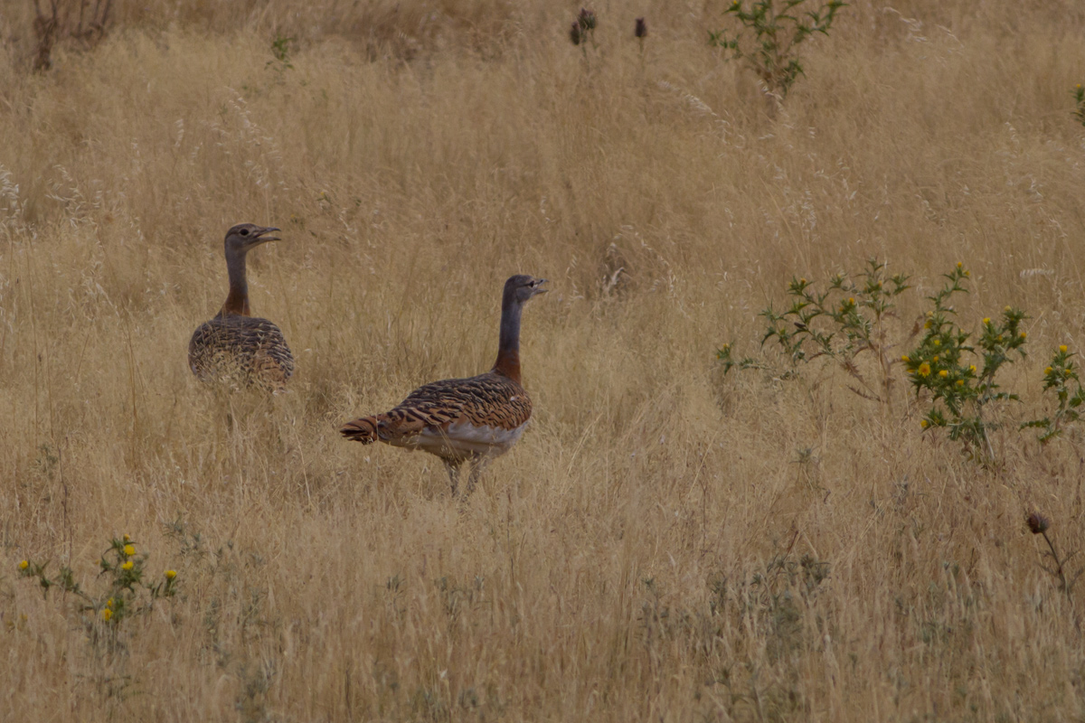 Pair of Bustards...