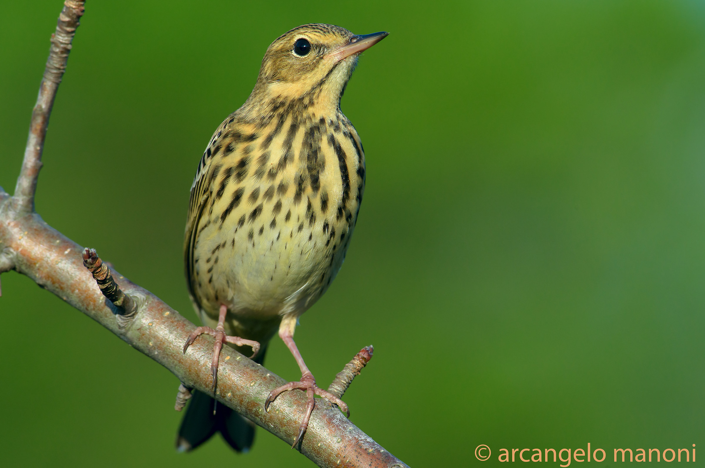 Tree Pipit paused migration...