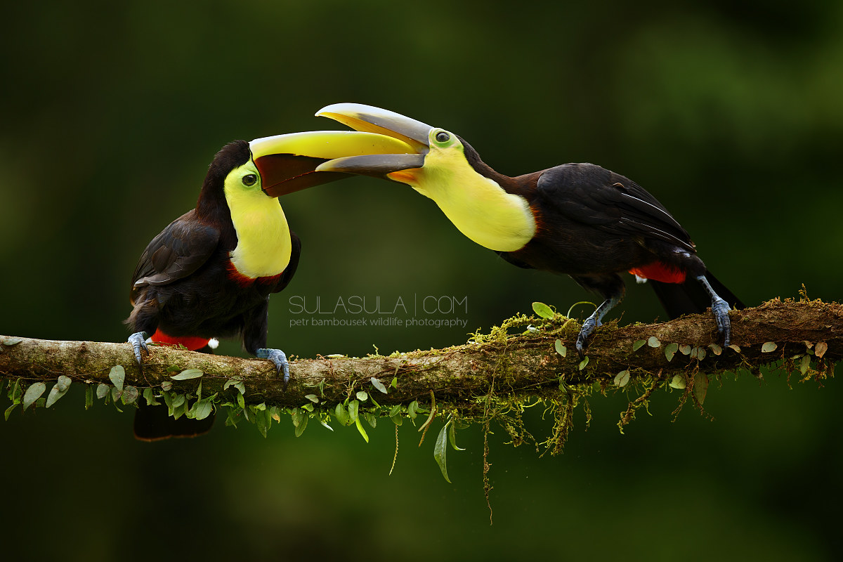 Toucan nero dal becco | Costa Rica...