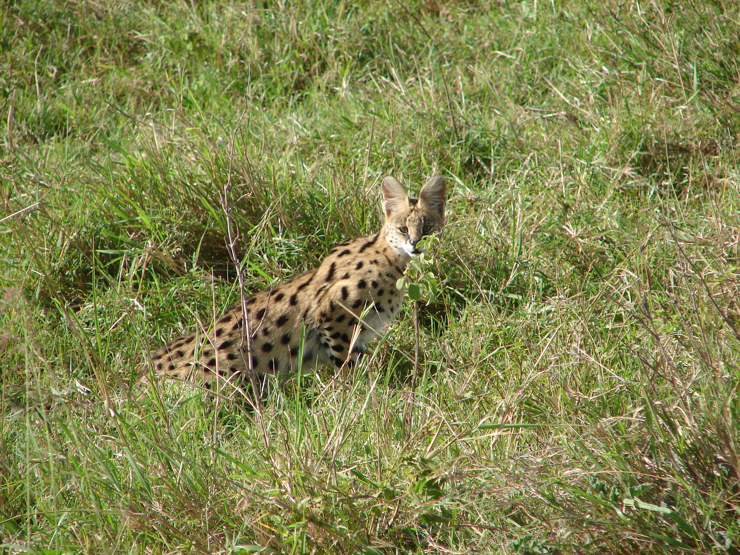 Masai Mara, serval...