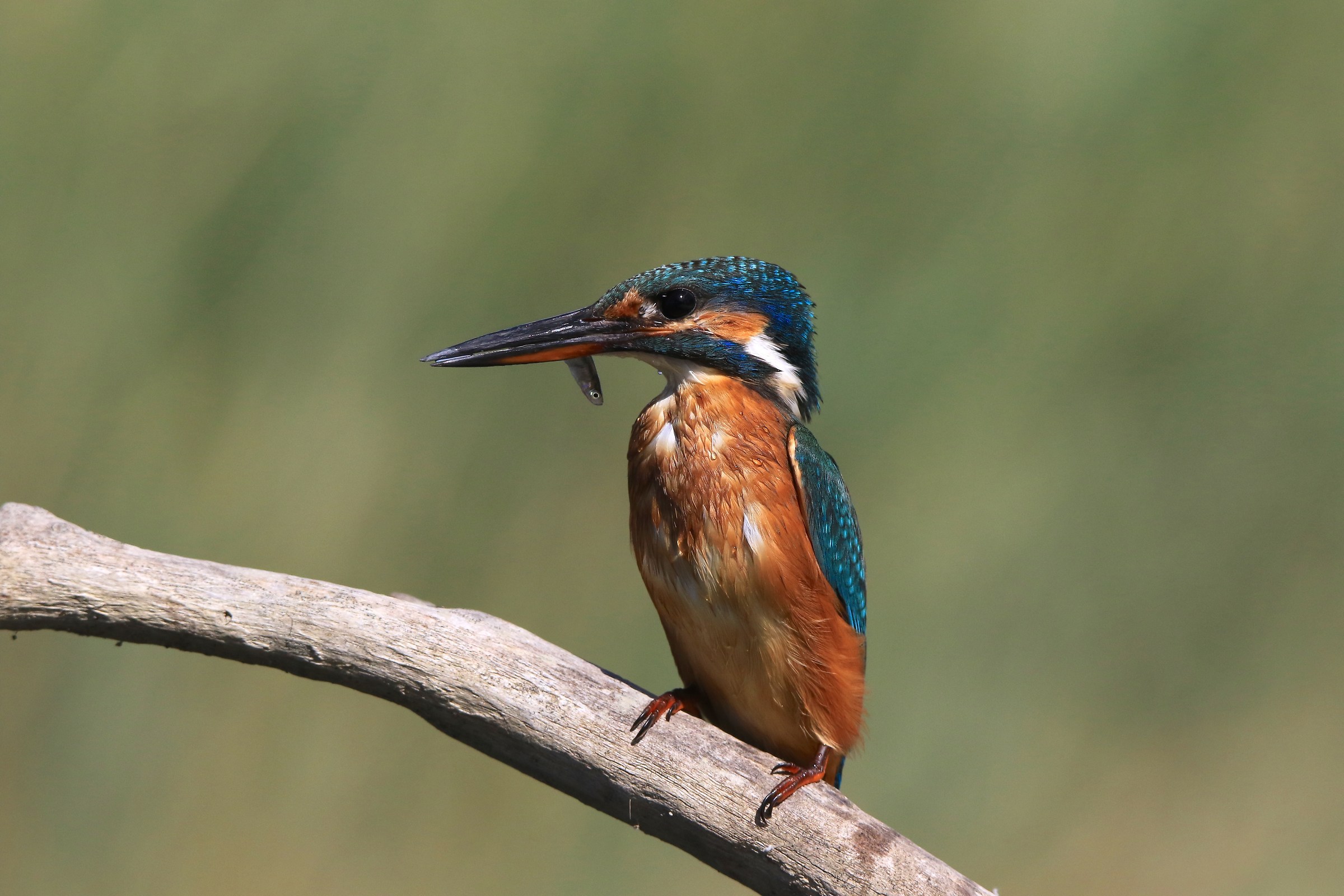 Martino fishing...