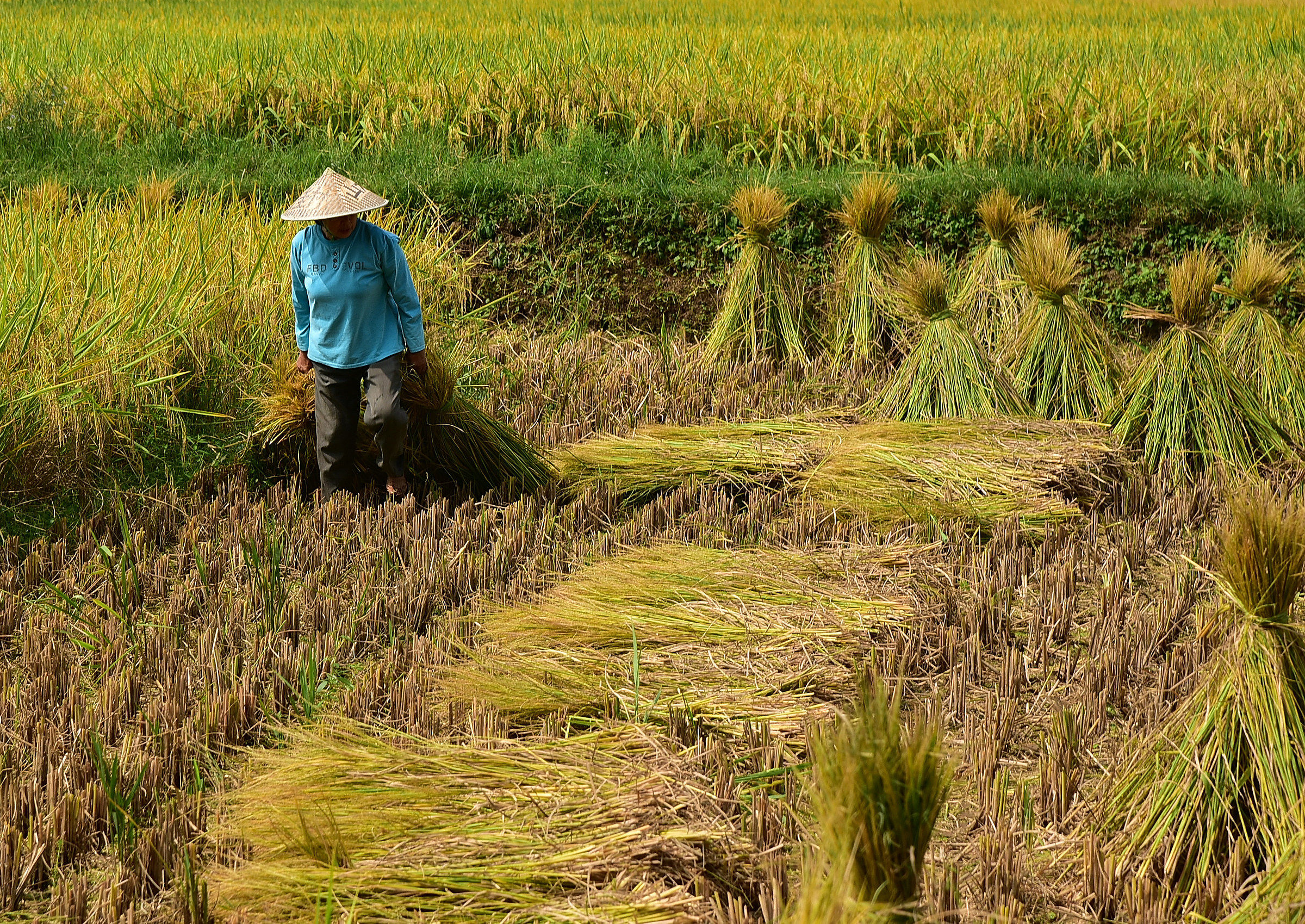 rice field...