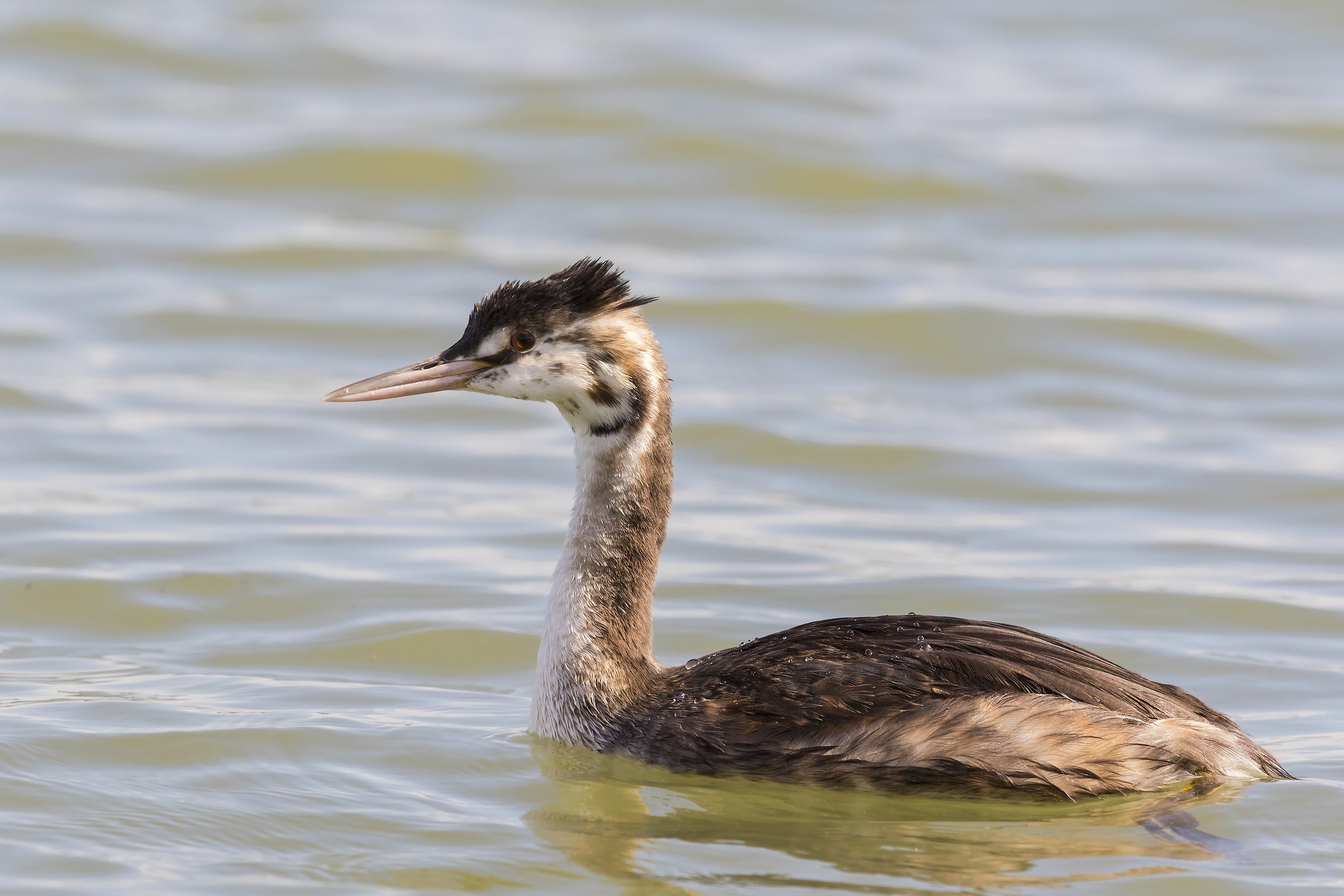 grebe young...