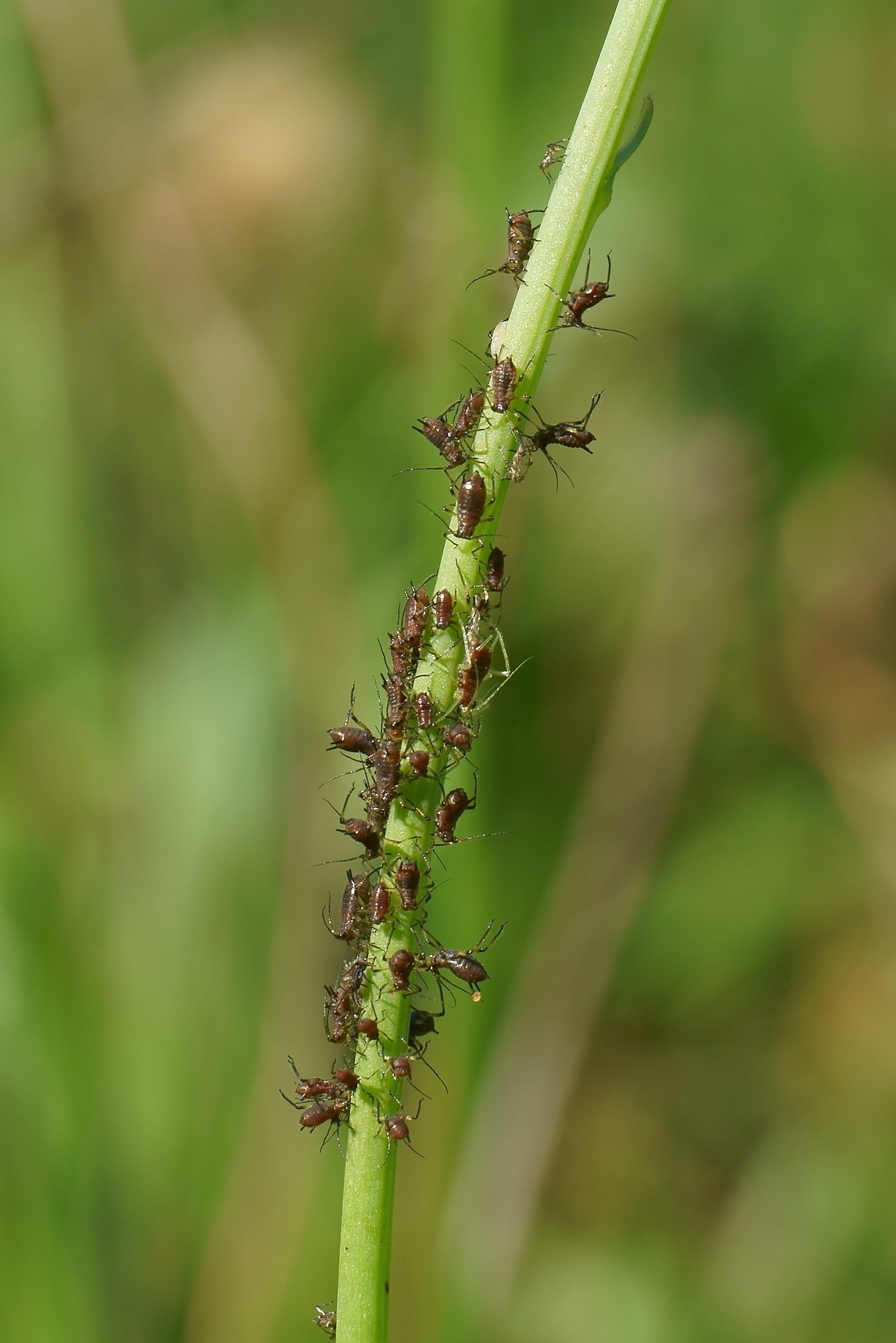 Aphids on stem 100%...