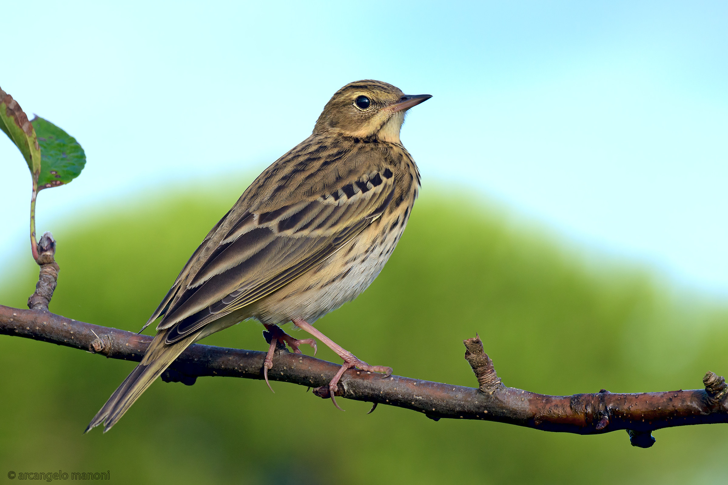 Tree pipit...