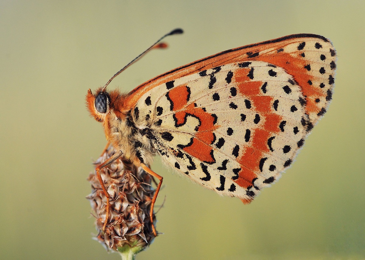 melitaea al tramonto...