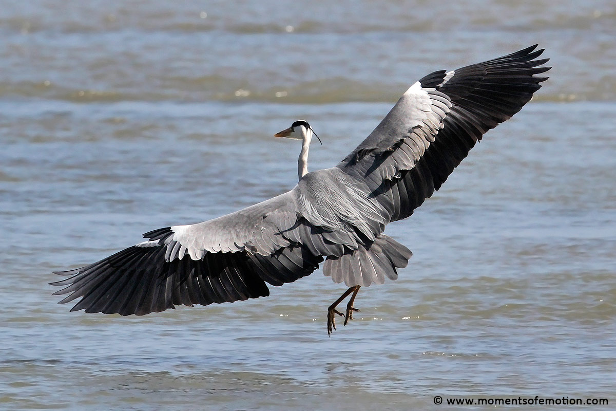 Grey Heron taking off...