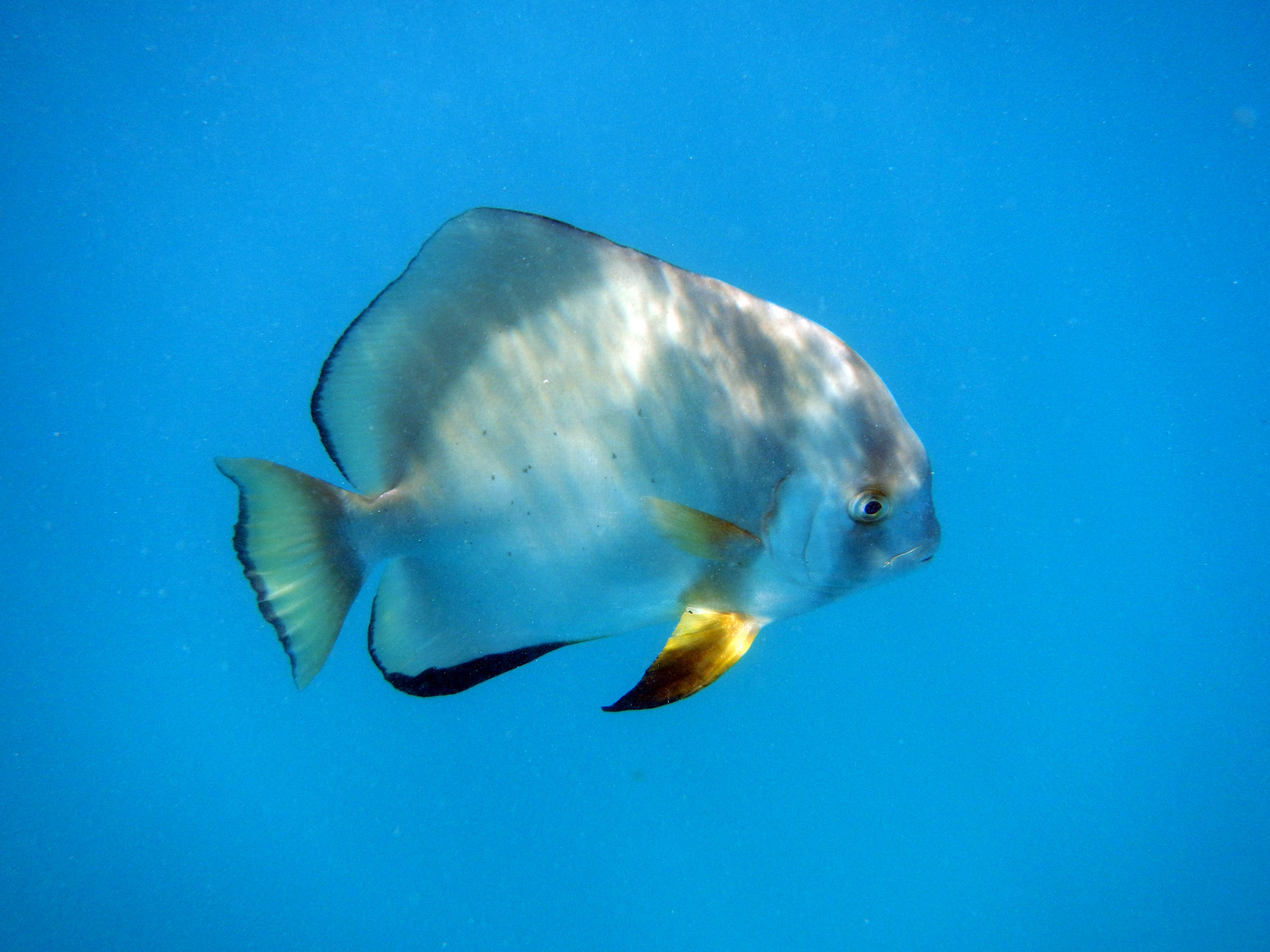 Australia. Great barier reef...