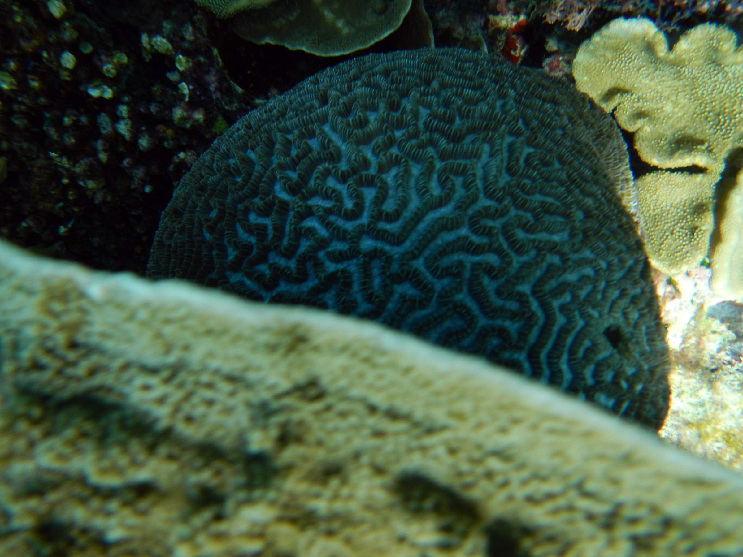 Australia. Great barier reef. Coral...