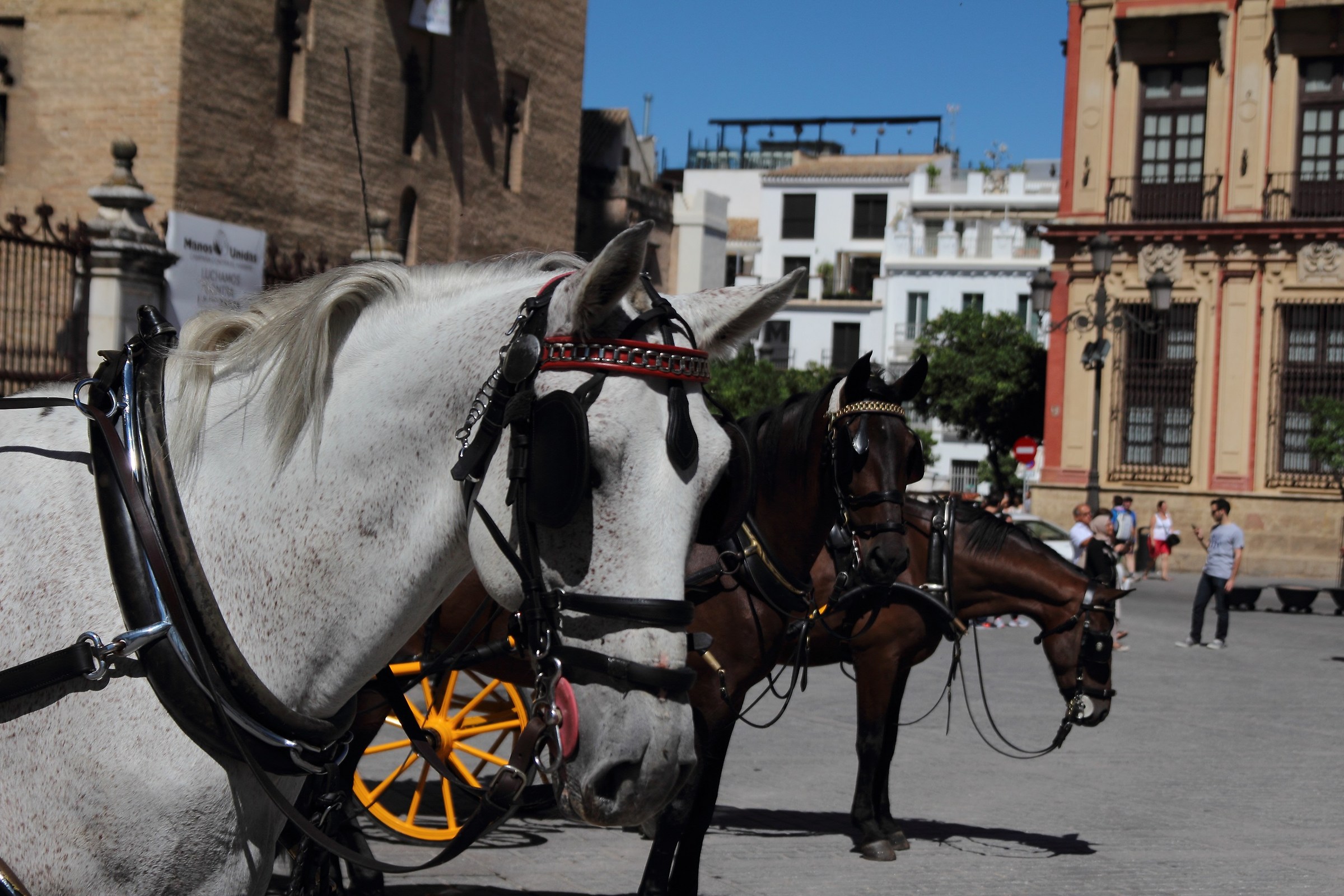 Horses in front of the Cathedral of Seville...