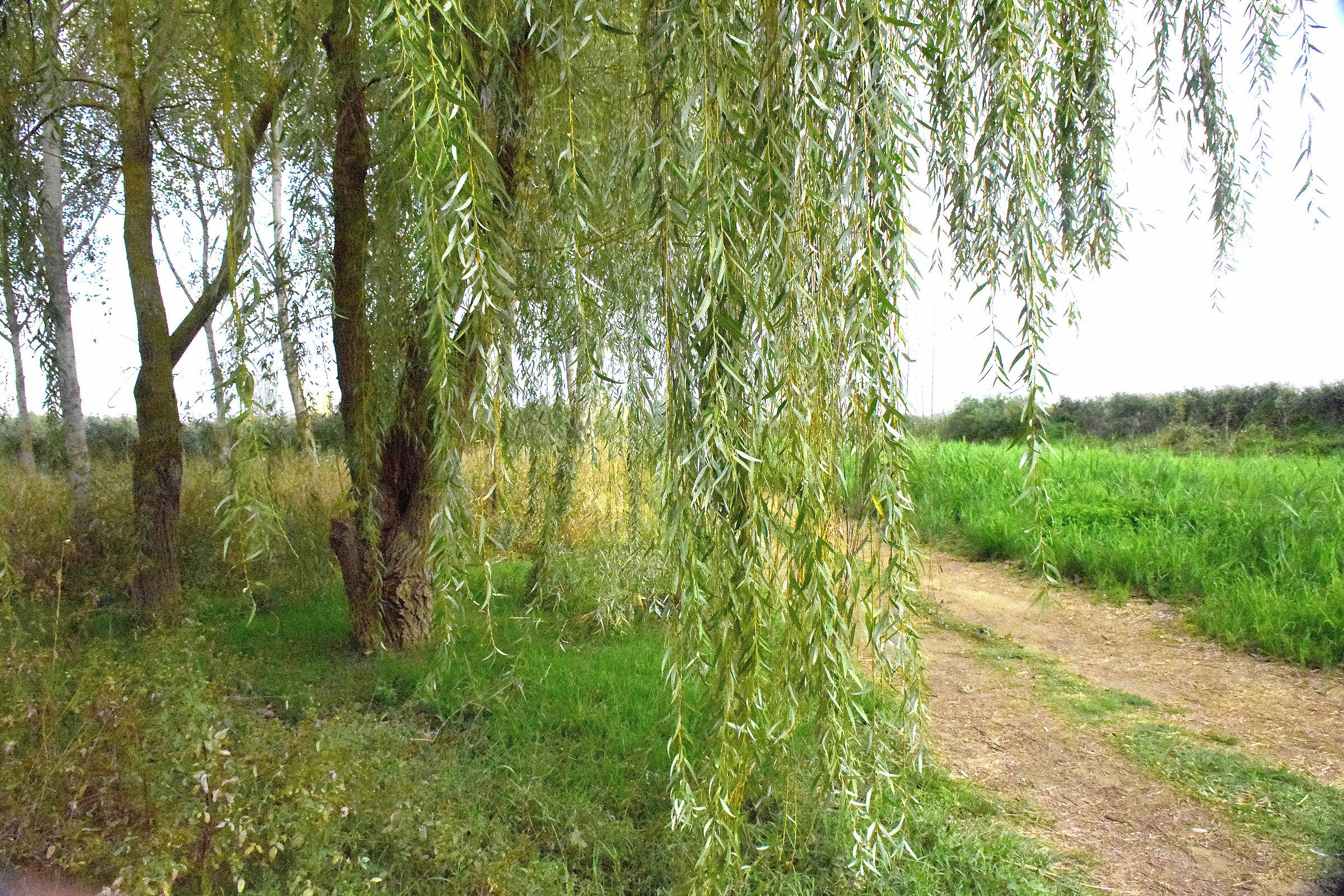 Willow cheerful...