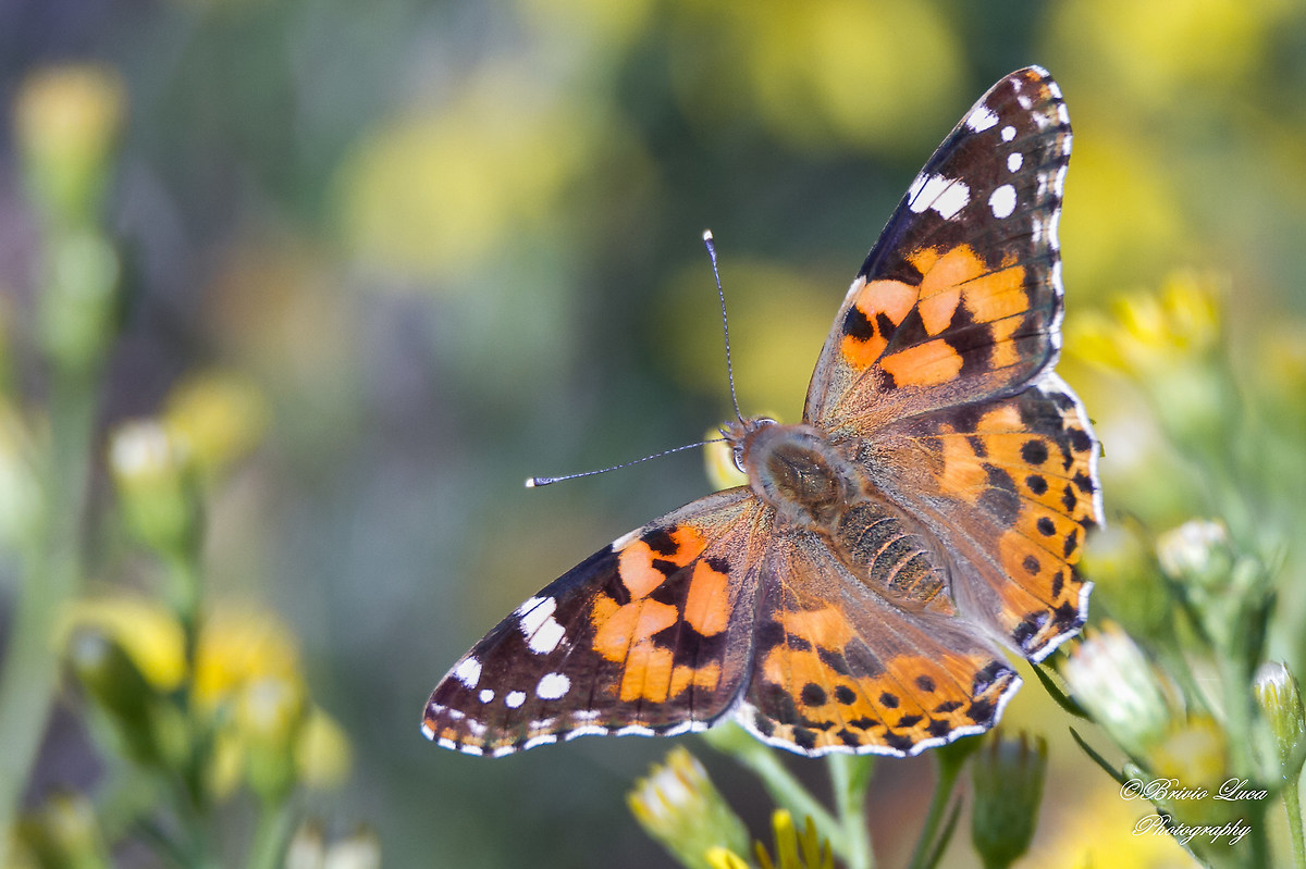 butterfly...