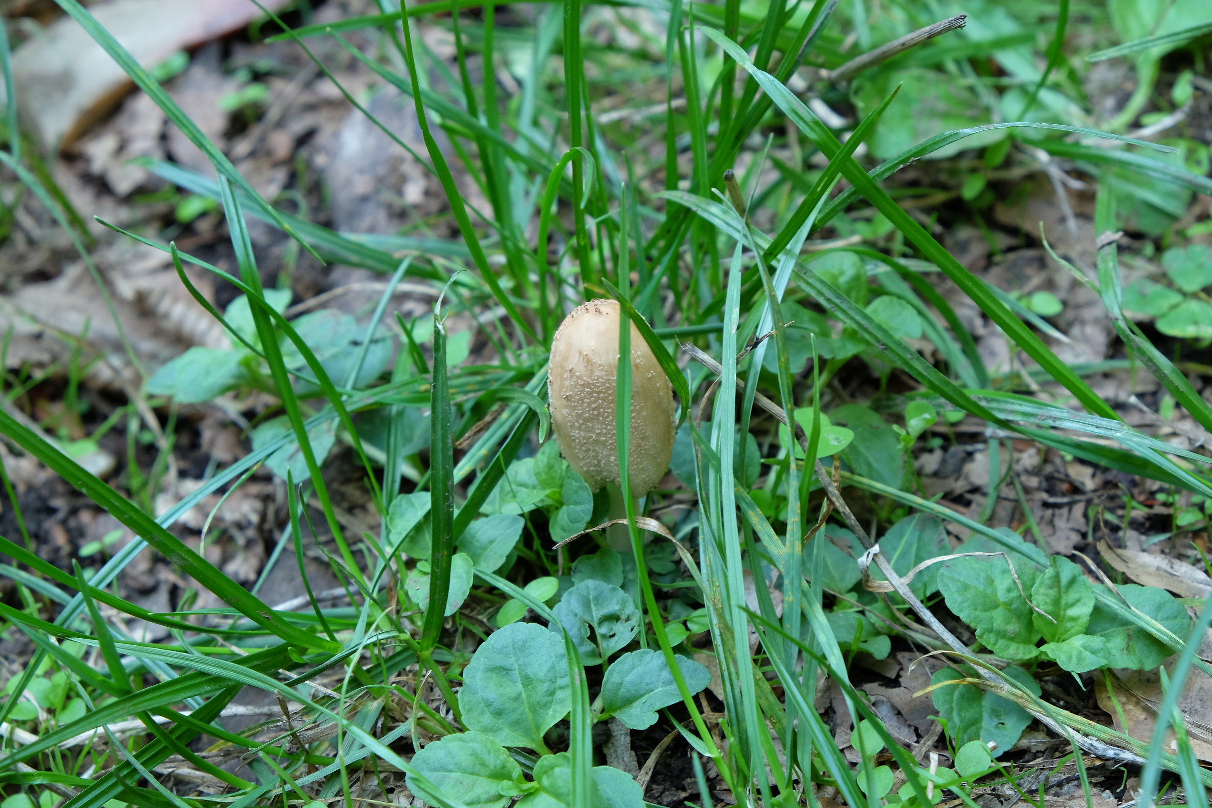 Lone mushroom....