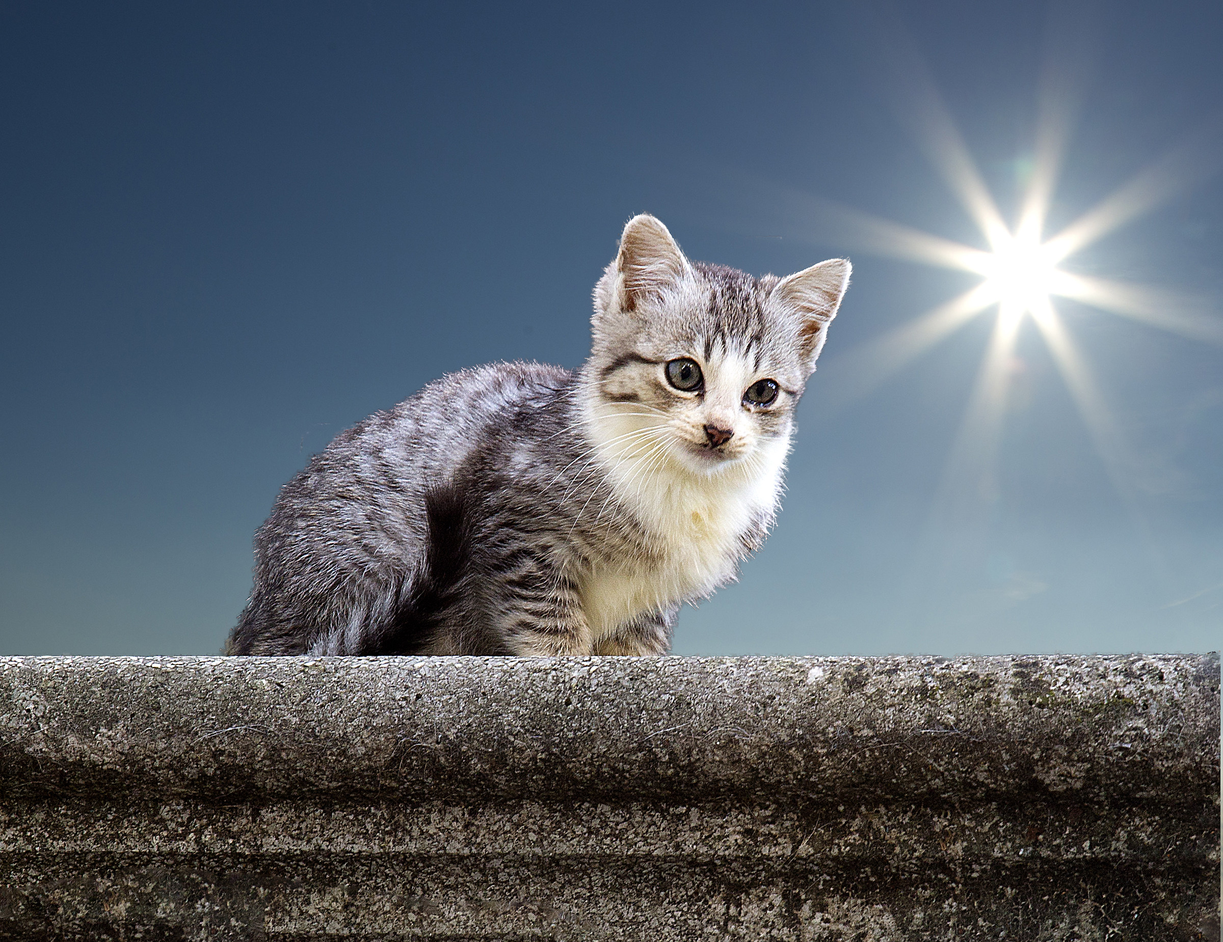 Kitten Solar...
