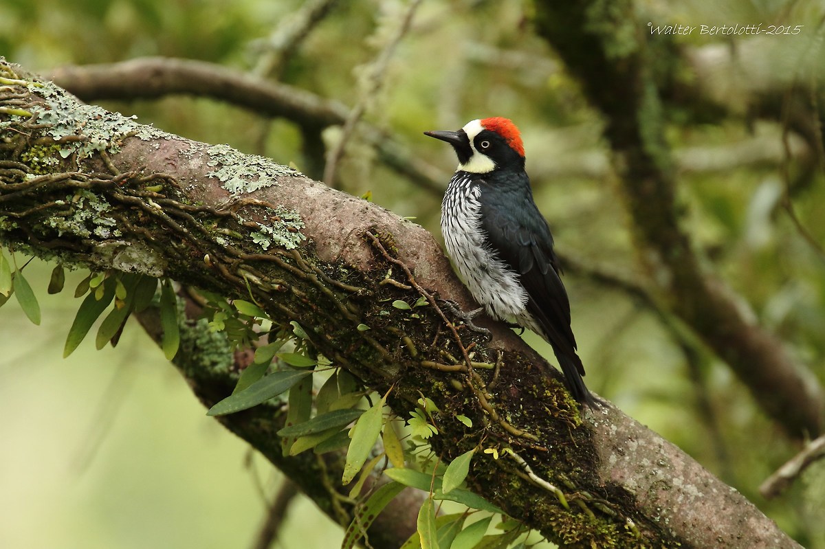 acorn woodpecker (acorn woodpecker)...