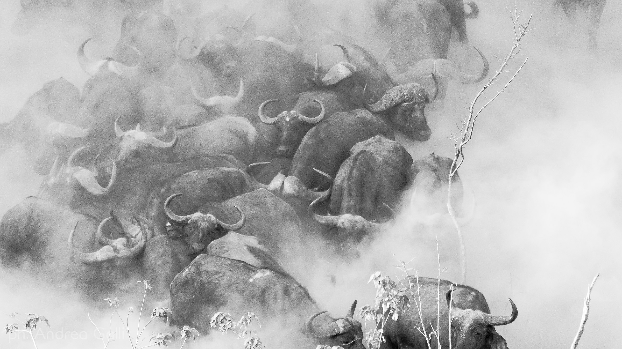 buffalos in black and white...