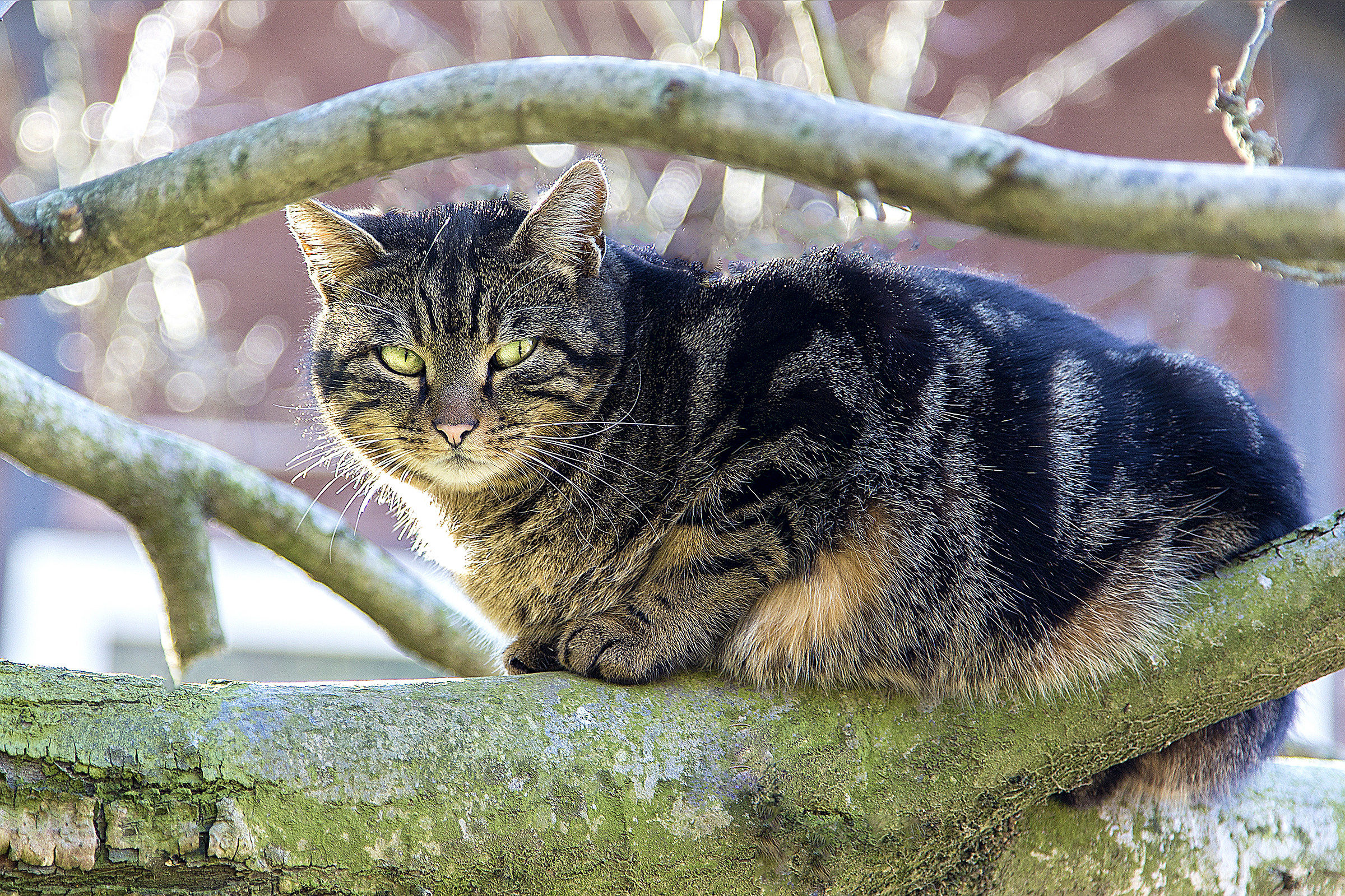 Cat On Tree...