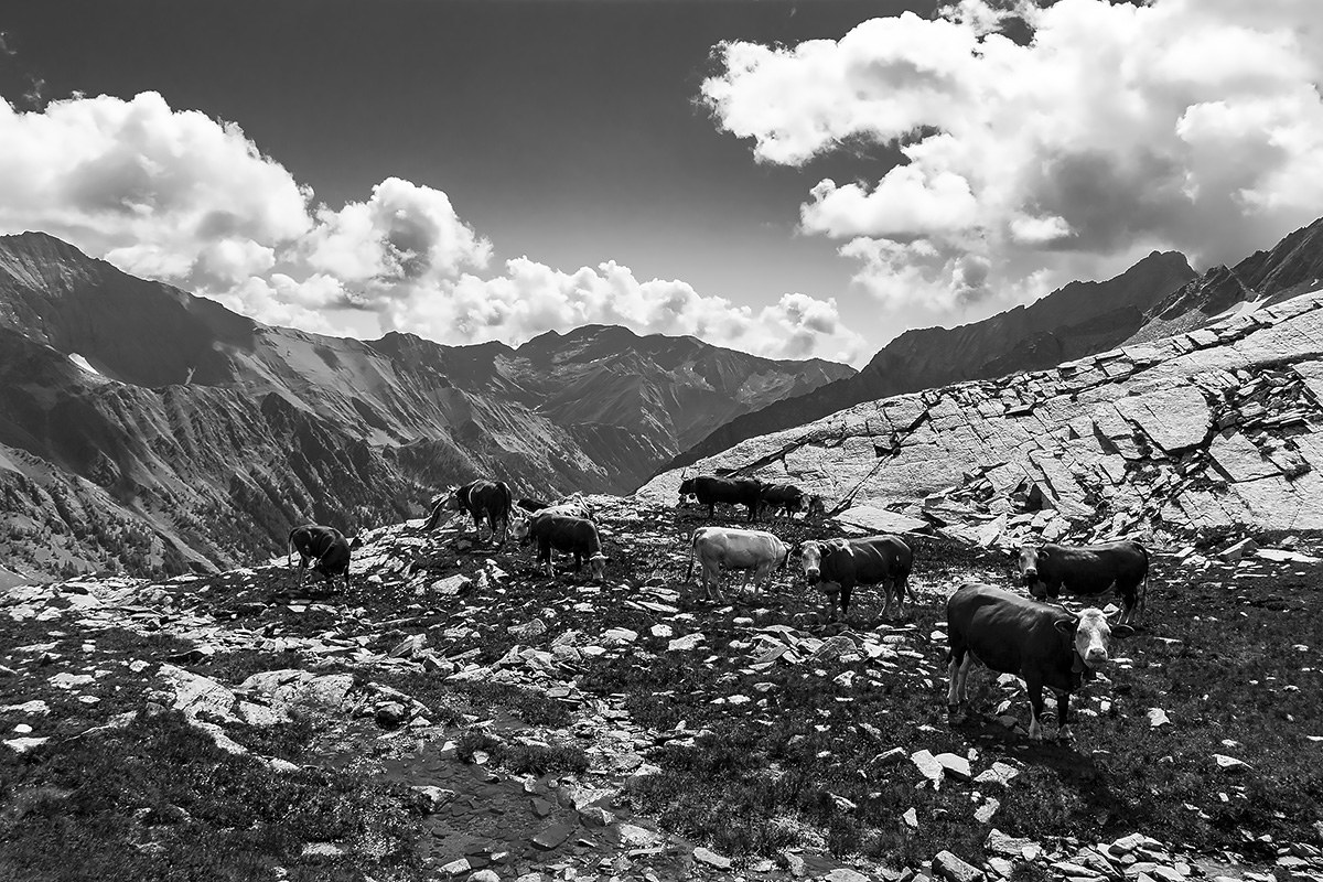Cows grazing at Colle Acque Rosse...