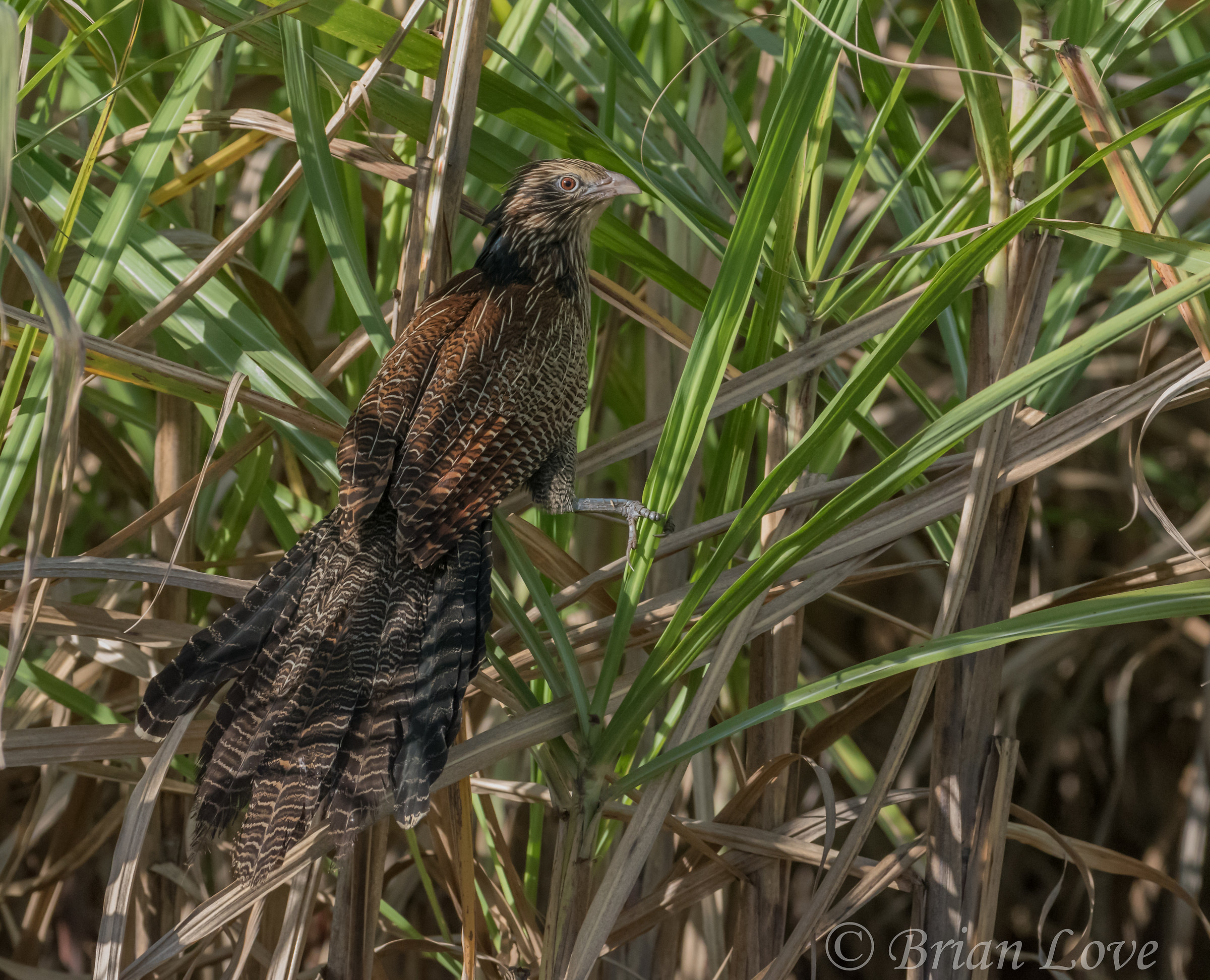 Pheasant Coucal - Centropus phasianinus...