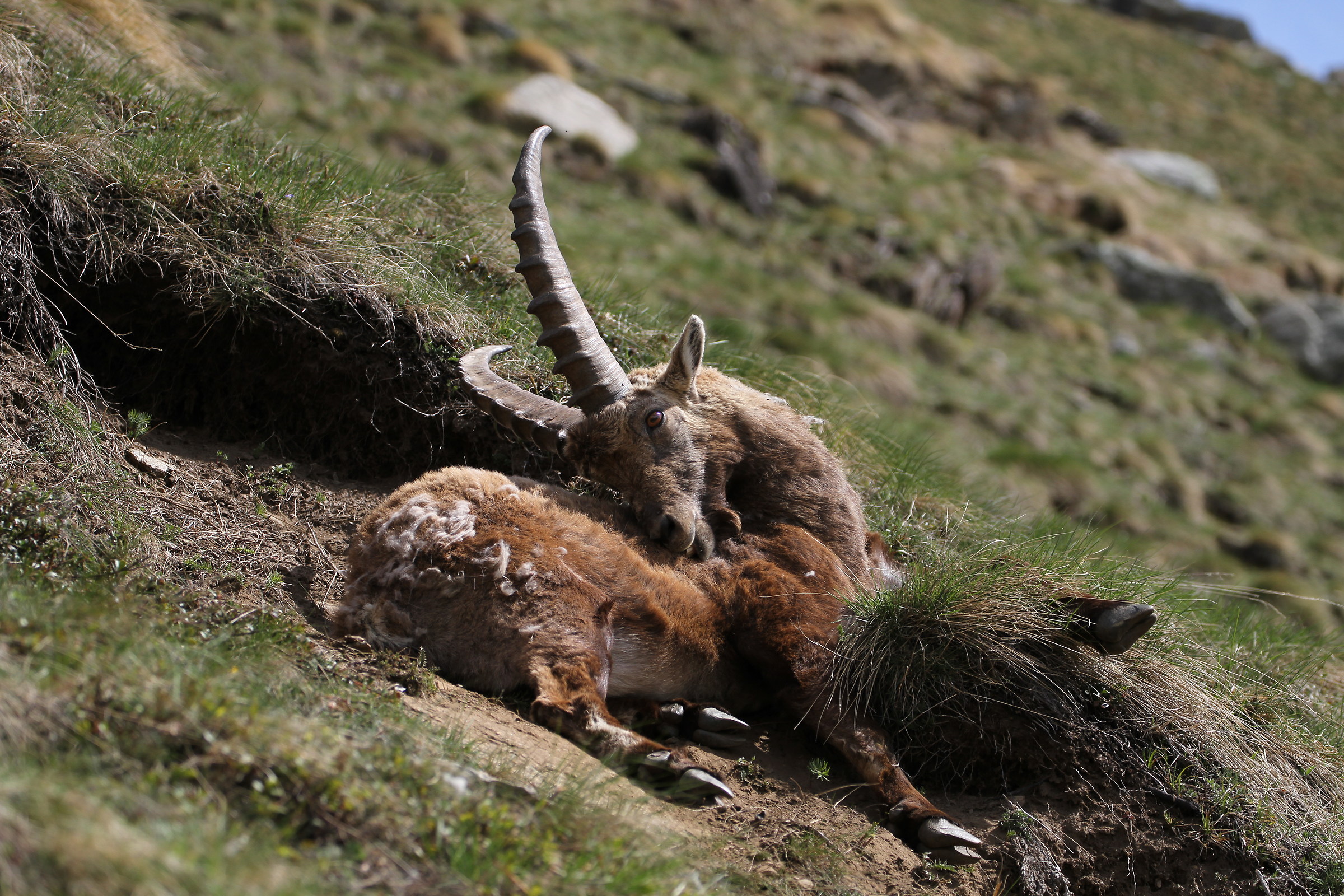 Ibex...