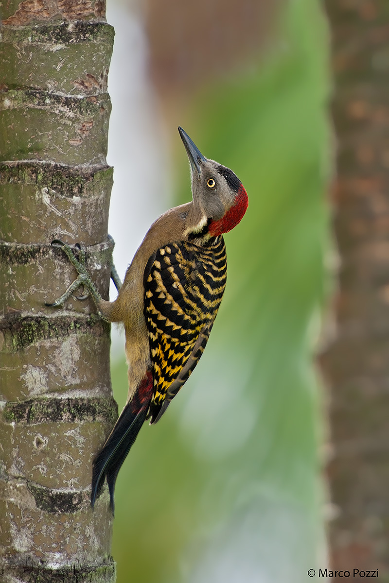 Female Hispaniolan Woodpecker...