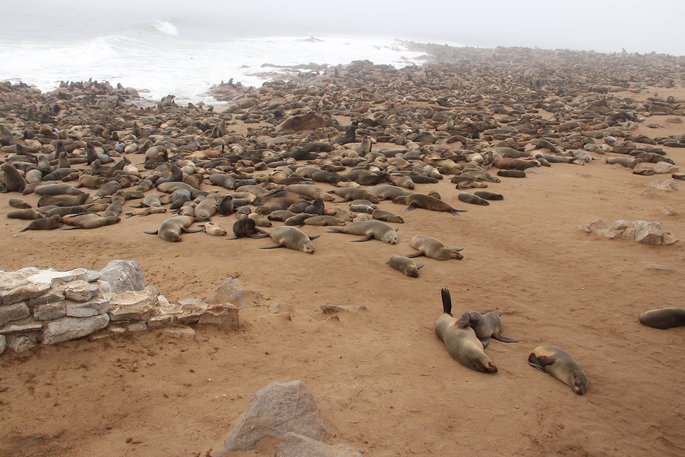 Cape Cross Colony of sea lions...