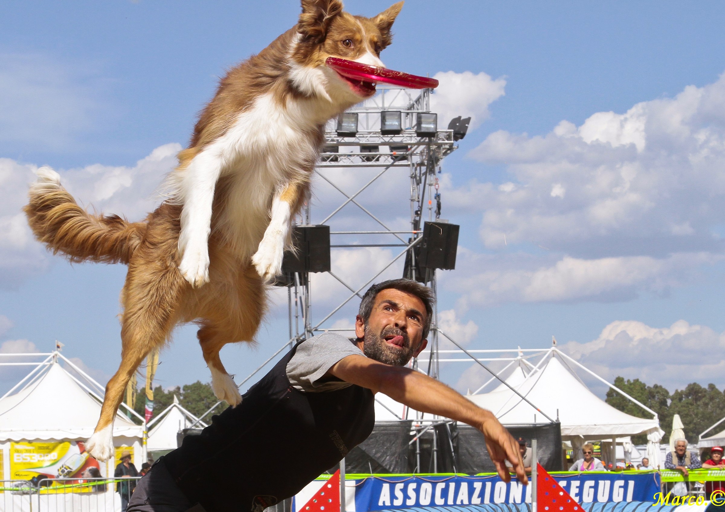 Disc Dog1...
