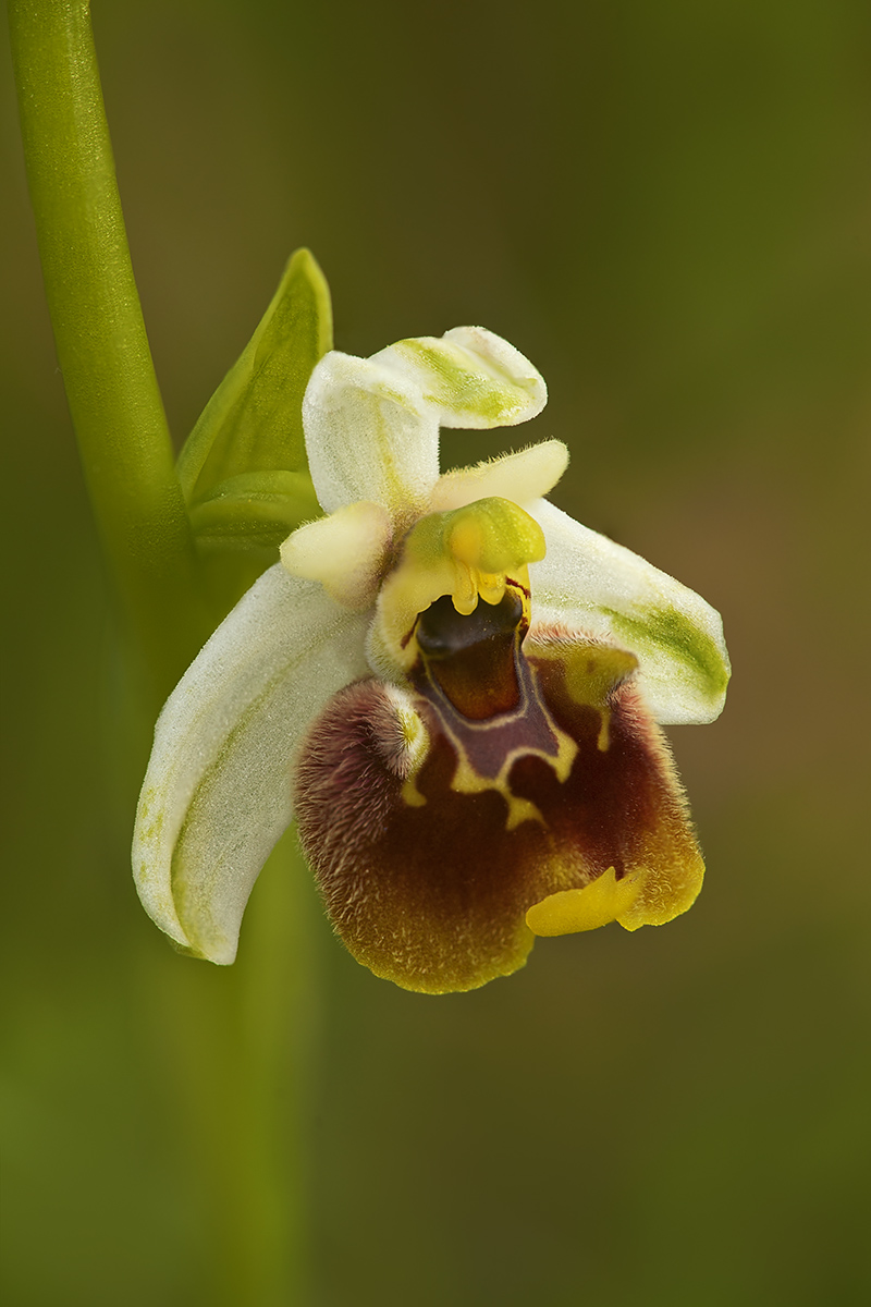 Portrait of Ophrys fuciflora...