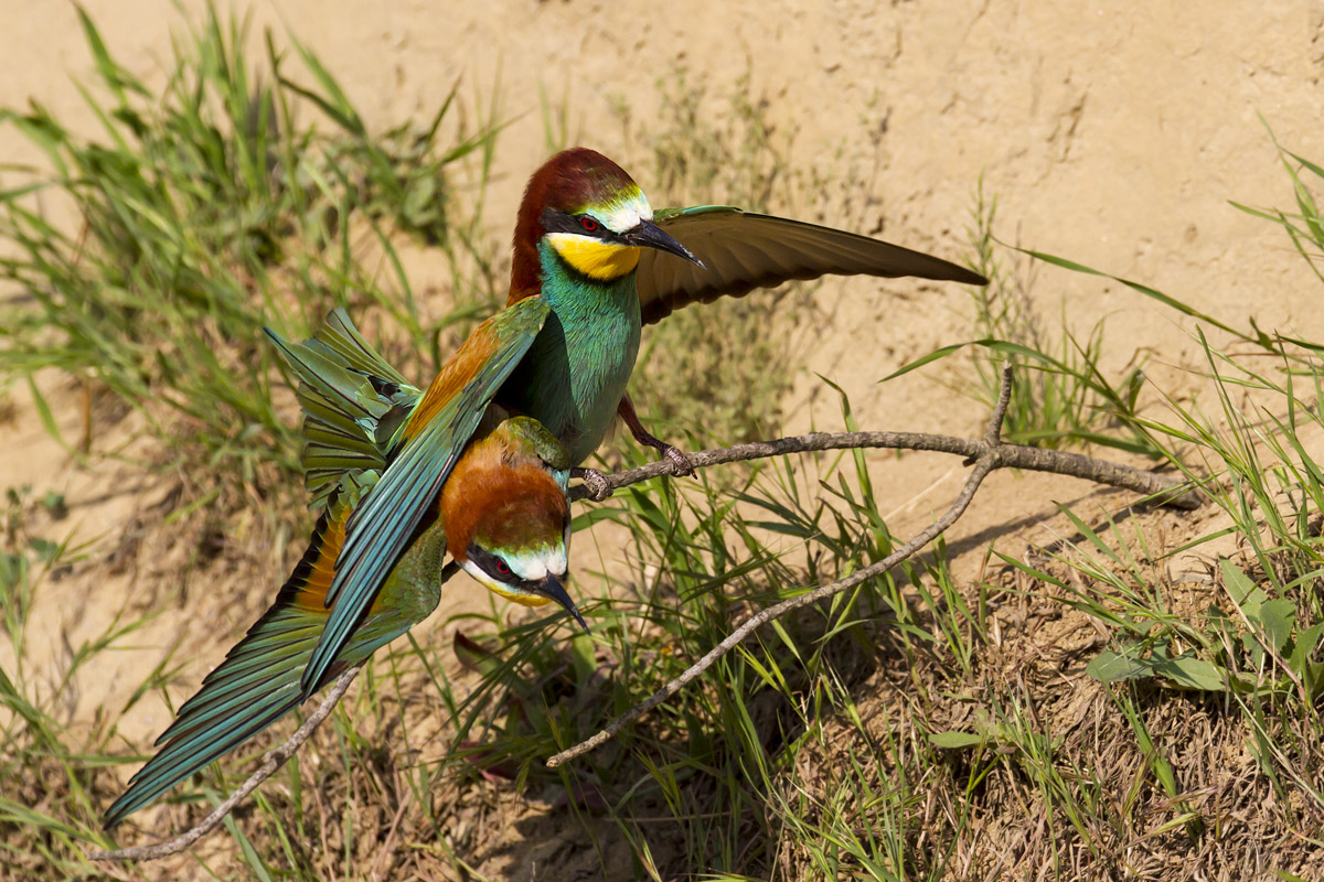 Bee-eaters - Peccioli 2012...