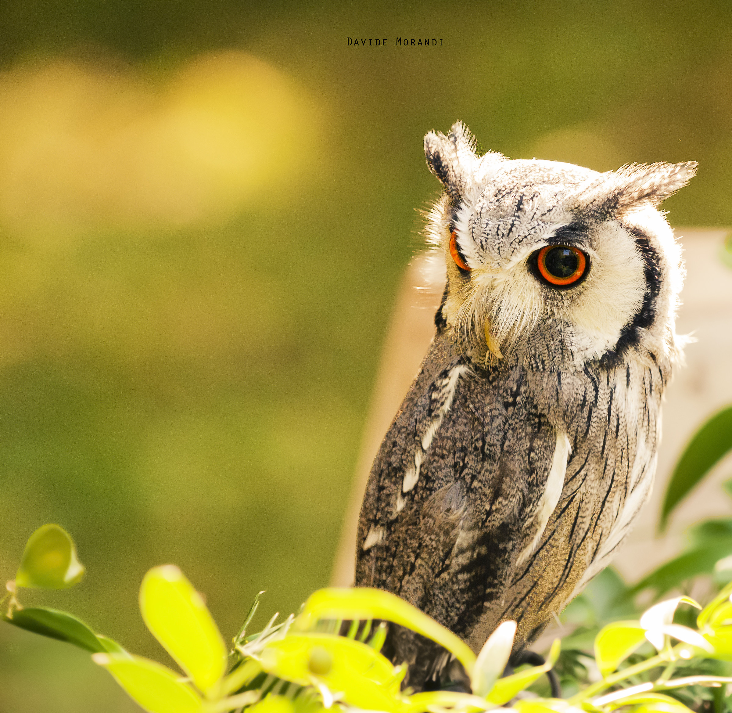 Scops owl (Otus scops)...