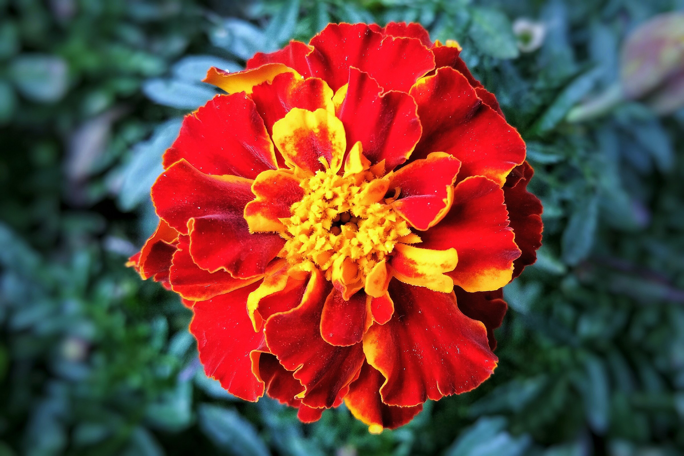 Ultimi Fiori...