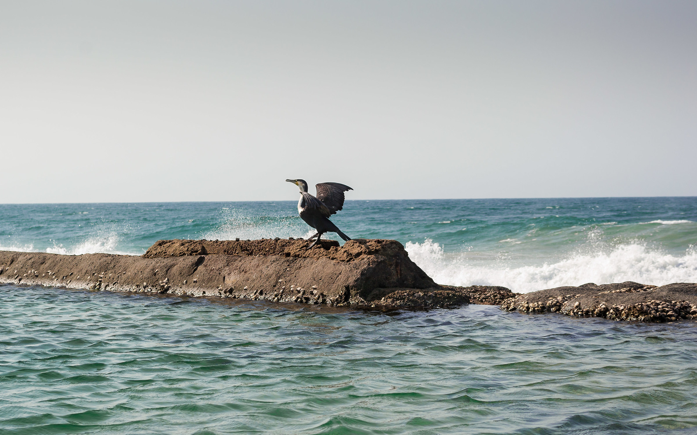 Cormorant in the waves-Ballito (South Africa)...