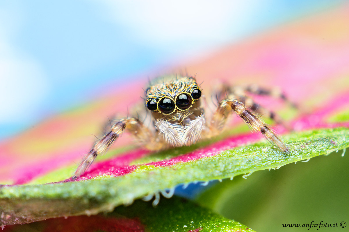 Jumping spider spiders...