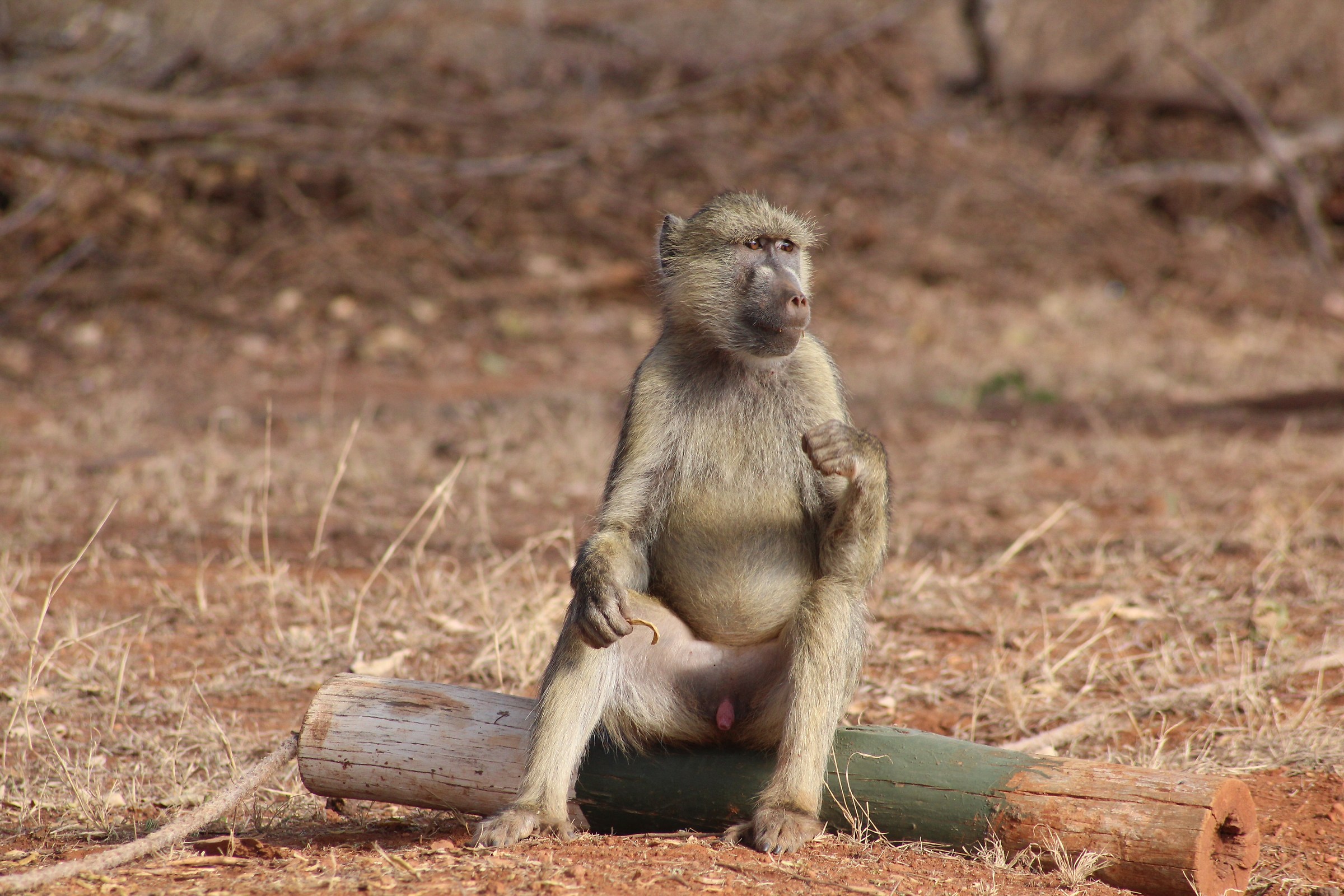 Monkey savannah...