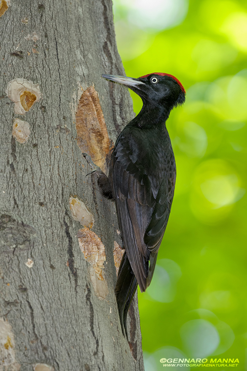 Black Woodpecker (Dryocopus martius)...