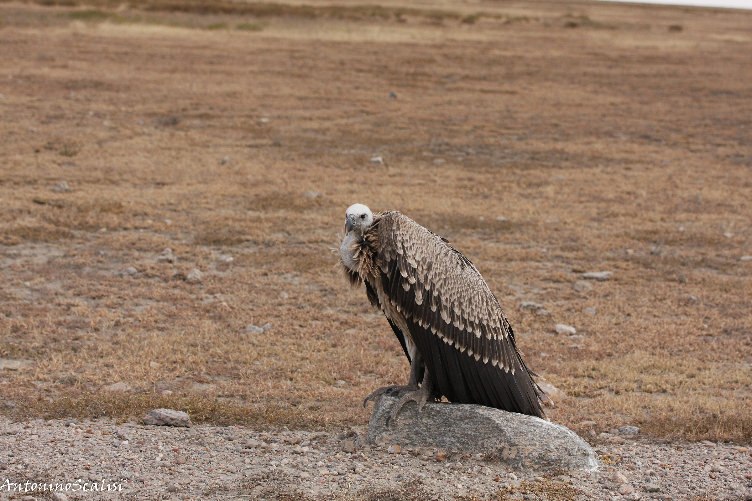 Eurasian griffon vulture (Gyps Fulvius)...
