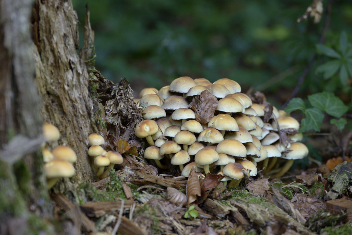 Mushrooms (2)...